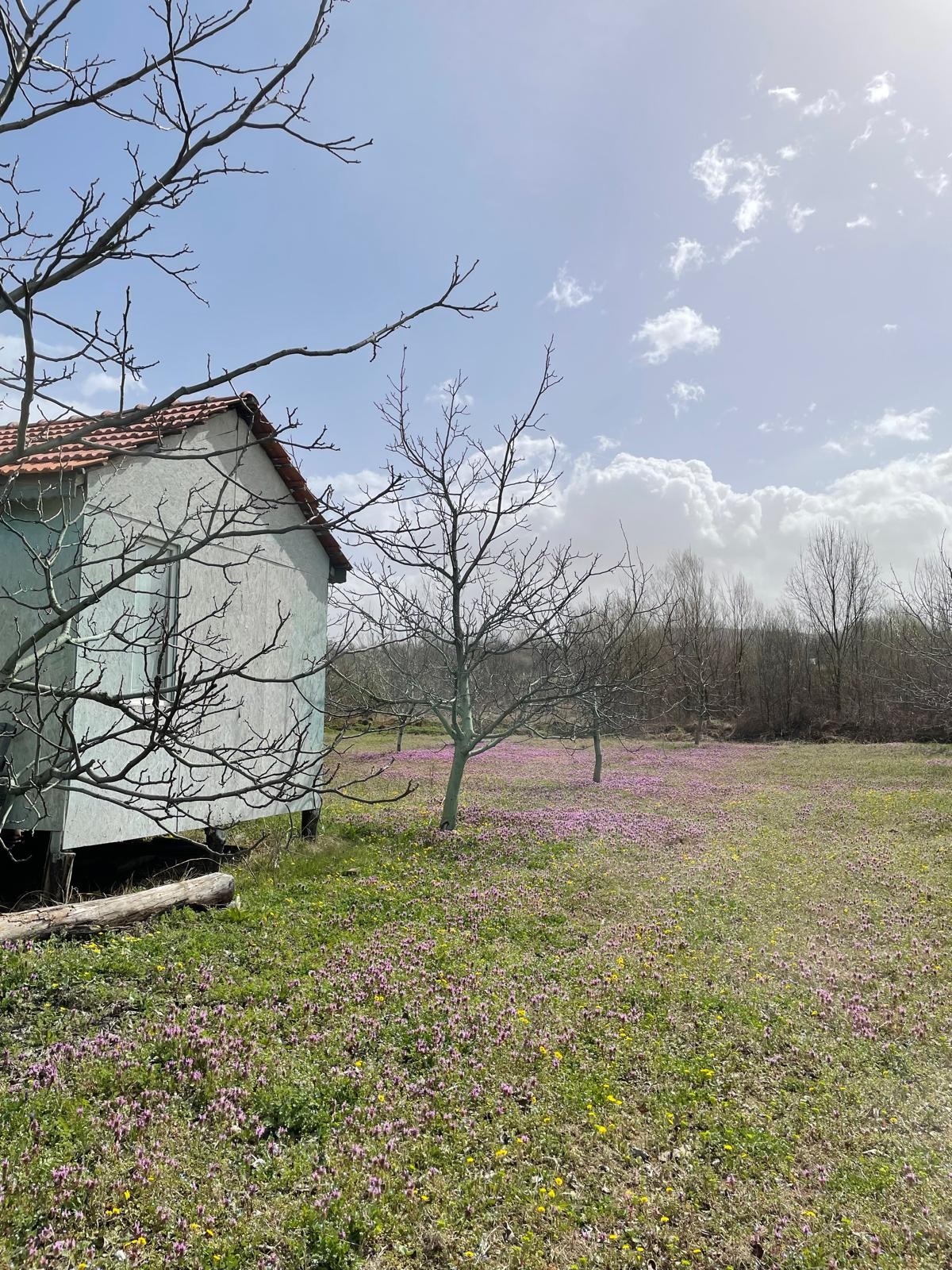D-595 Karayolu Cepheli 6.006 m² Tarım & Yatırım Arazisi –  Acil Satılık!